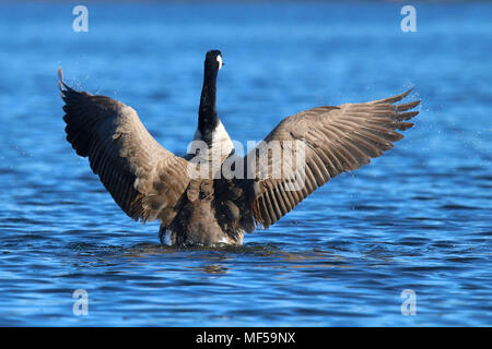 Eine Kanadagans Branta canadensis seine Flügel auf einem blauen See Stockfoto