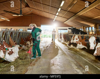 Lächelnd weibliche Landwirt füttern Kühe im Stall auf dem Bauernhof Stockfoto