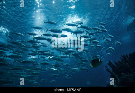 Portugal, Lissabon, Oceanario de Lisboa, Schule der Fische Stockfoto