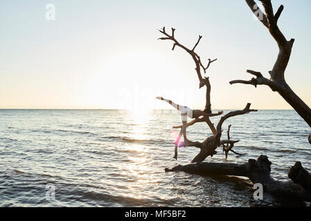 Junge Frau mit Yoga auf einen umgestürzten Baum im Meer bei Sonnenuntergang Stockfoto