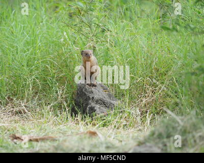 Der Mungo. Die ursprünglich aus Südostasien, Java mongoose wurde in der Kleinen Antillen um 1870 eingeführt, um die Ratte und Schlange, die Bevölkerung zu kontrollieren Stockfoto