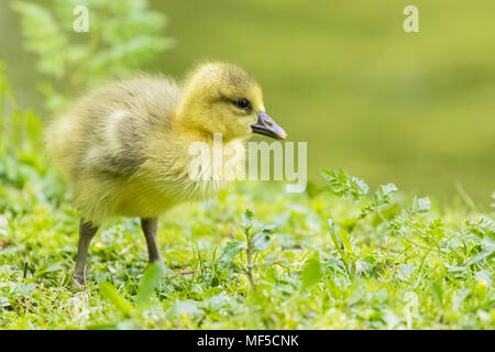 Gosling über Kanada Gans auf einer Wiese Stockfoto