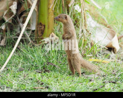 Der Mungo. Die ursprünglich aus Südostasien, Java mongoose wurde in der Kleinen Antillen um 1870 eingeführt, um die Ratte und Schlange, die Bevölkerung zu kontrollieren Stockfoto