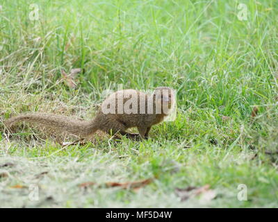 Der Mungo. Die ursprünglich aus Südostasien, Java mongoose wurde in der Kleinen Antillen um 1870 eingeführt, um die Ratte und Schlange, die Bevölkerung zu kontrollieren Stockfoto