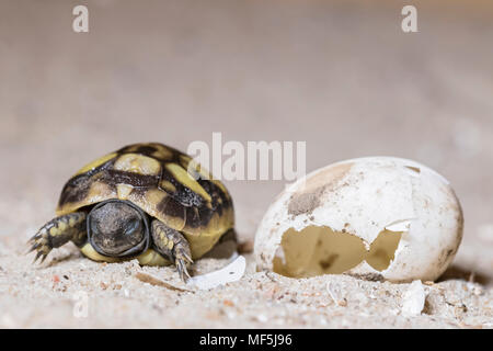 Hermann's Schildkröte, Testudo hermanni, Schraffur Stockfoto