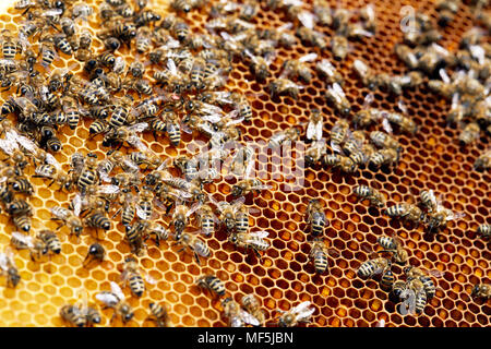 Goldene Bienen auf Wabe Stockfoto