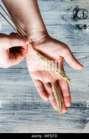 Zwei Roggen Ohren auf des Menschen palm Stockfoto