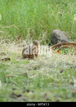 Der Mungo. Die ursprünglich aus Südostasien, Java mongoose wurde in der Kleinen Antillen um 1870 eingeführt, um die Ratte und Schlange, die Bevölkerung zu kontrollieren Stockfoto