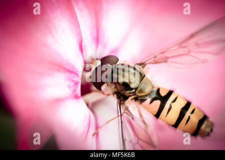 Hoverfly, Syrphidae auf Blume Stockfoto