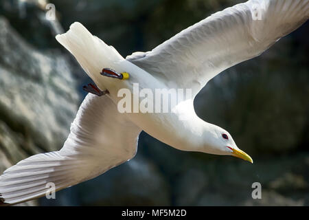 Die Kunst des Fliegens, Beherrschung von Flug, Flug, Flügel-Flug. In der aufsteigenden Luft. Möwe (Rissa tridactyla), die versuchen, auf dem Platz zu bleiben, Pläne Stockfoto