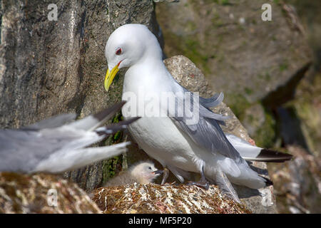 Einer der nördlichsten Kolonien von Seevögeln auf Franz Josef Land in der Nähe von North Pole. Grundstück rookery, Nester der Dreizehenmöwen mit kleinen flauschigen Küken Stockfoto