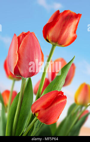 Rote Blume Bereich auf dem Hintergrund des blauen Himmels Stockfoto