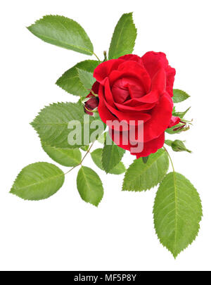 Vintage Blumen Rosen Muster Stockfoto