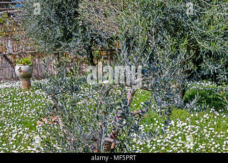 Olivenbaum auf daisy Wiese in einem Haus Garten Stockfoto