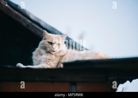 Red faule Katze im Sonnenuntergang lügen, sich lecken Stockfoto