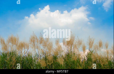 Zeile hoch Reed tanzen im Wind und Wolke mit blauer Himmel Stockfoto