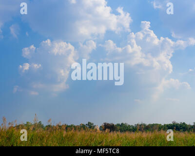 Landschaft, Zeile hoch Reed tanzen im Wind und Wolke mit blauer Himmel Stockfoto
