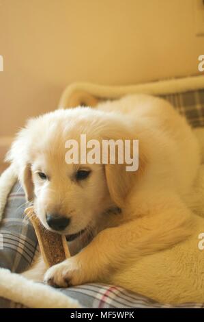 Englisch creme Golden Retriever Welpen Stockfoto