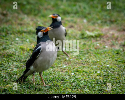 Pied Myna oder asiatischen pied Starling (Gracupica contra) Stockfoto