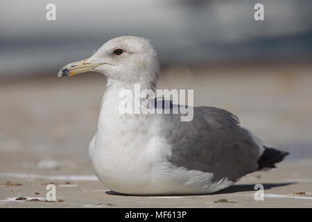 Westliche Möve Stockfoto