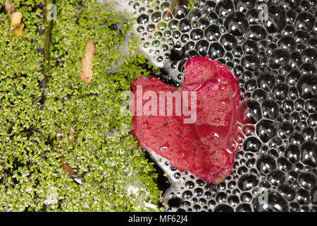 Der Teich sieht im Herbst Stockfoto