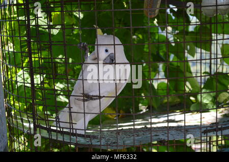 Weiße Papagei im Käfig Stockfoto