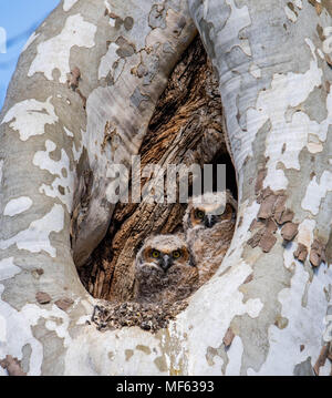 Große gehörnte Eulen Stockfoto