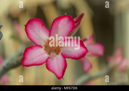 Nahaufnahme von Desert Rose, eine tropische Blume auch als Impala Lily, Mock Azalea, Rosa adeniums bekannt Stockfoto