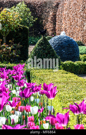 Rosa Tulpen und Formgehölze. Während der. Tulip Festival in Arundel Castle. Foto © Julia Claxton Stockfoto