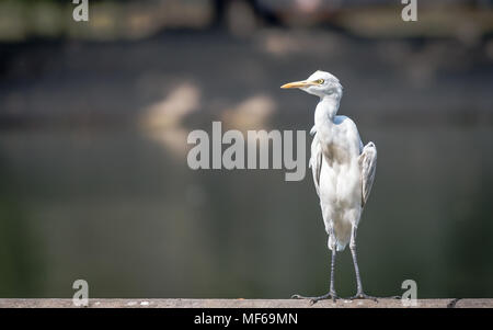 Seidenreiher (Egretta garzetta), single Vogel stand neben einem Gewässer Stockfoto