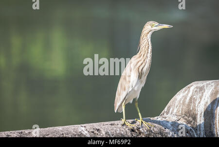 Ein Teich Heron (ardeola) Aalen in der Sonne am See Stockfoto