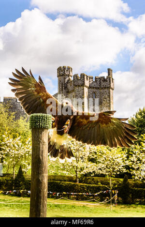 Harris Hawk Aimee während Hawking über falknerei Anzeige an der Normannen und Kreuzfahrer in Arundel Castle event. Foto © Julia Claxton Stockfoto