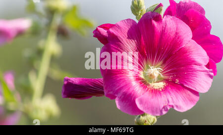 In der Nähe von schönen lila Malve Blumen (Alcea Malvaceae) in einem Garten mit natürlichen Hintergrund. Stockfoto