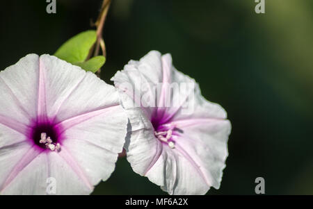 Isolierte lila Blüte von Süßkartoffel auf einem dunklen Hintergrund isoliert Stockfoto