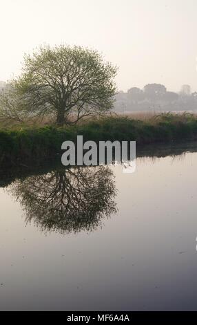 Kleiner Baum in der ruhigen Spiegel reflektiert wie die Oberfläche der Exeter Ship Canal. East Devon, Großbritannien. April, 2018. Stockfoto