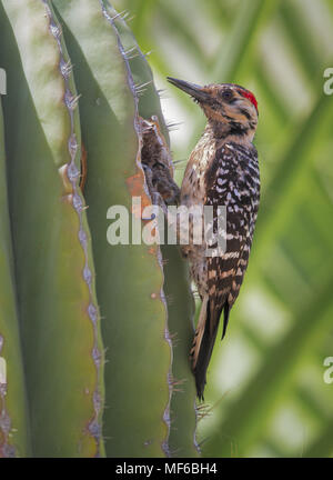 Leiter. Specht gesichert Stockfoto