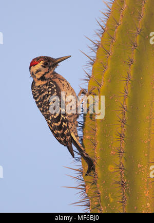 Leiter. Specht gesichert Stockfoto