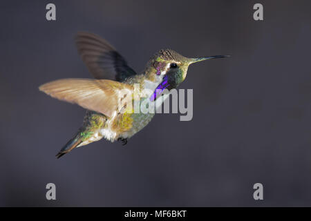 Costas Kolibri Stockfoto