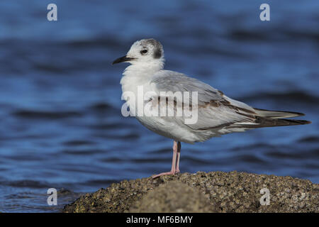 Bonapartes Gull Stockfoto