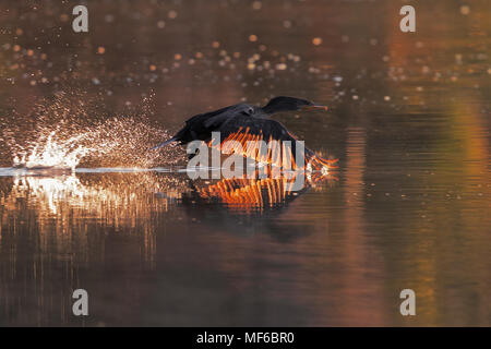 Kormoran Stockfoto