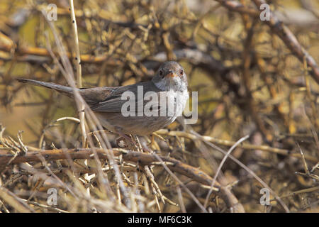 Zypern Warbler Stockfoto