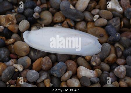 Tintenfisch Knochen gewaschen am Strand von abgerundeten Quarzit Kieselsteinen. Makrofoto. Ladram Bay, East Devon, Großbritannien. April 2018. Stockfoto