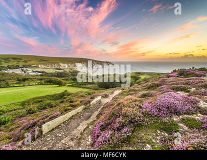 Rosa Himmel über lila Blüten an der Küste Isle of Wight Stockfoto