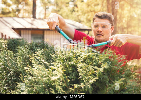 Man schneiden thuja Hecke mit Gartenschere Stockfoto