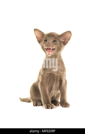 Grau Orientalisch Kurzhaar Baby Katze sitzt und das Sprechen oder Schreien nach Aufmerksamkeit auf weißem Hintergrund Stockfoto