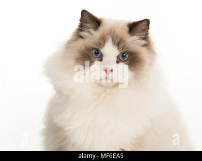 Ziemlich nach rag doll Katze mit blauen Augen Portrait auf Kamera auf weißem Hintergrund Stockfoto