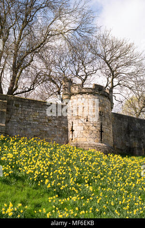 Eine Anzeige der Narzissen unter York Stadtmauer, Yorkshire, England, Großbritannien Stockfoto