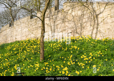 Eine Anzeige der Narzissen unter York Stadtmauer, Yorkshire, England, Großbritannien Stockfoto