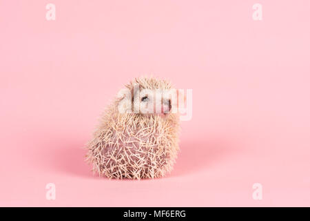 Cute Baby African pygmy Hedgehog eingerollt auf einem rosa Hintergrund Stockfoto