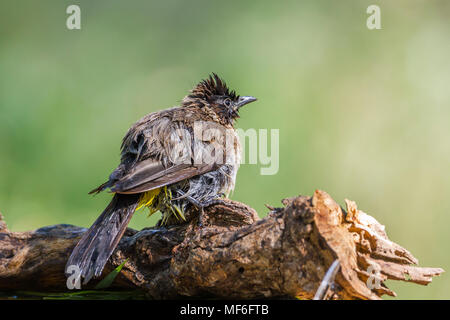 Dark-capped Bulbul in Mapungubwe National Park, Südafrika; Specie Pycnonotus tricolor Familie von Pycnonotidae Stockfoto